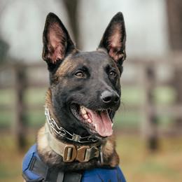 Stark - Belgian Malinois