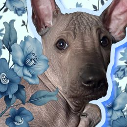 Boy 2 - Peruvian Inca Orchid puppy in Grovetown, Georgia from Calypso Kennel