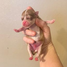Boy 1 - Chocolate merle male Pomeranian puppy in Stroud, Oklahoma from Laik’s Little Shihtz & Poms