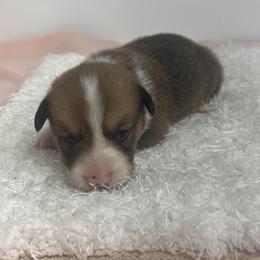 Wrangler - Red male Pembroke Welsh Corgi puppy in Hillsville, Virginia from Bonderosa Kennels