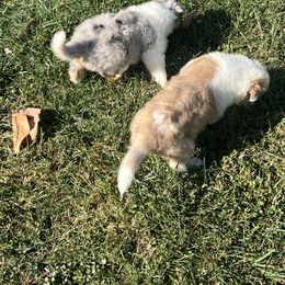 Collie and Yorkshire Terrier Puppies from Jolly Collies & Kingdom Elite Yorkshire Terriers