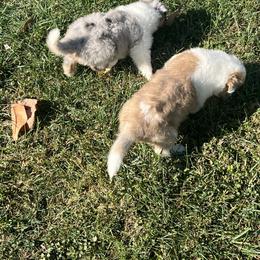 Collie and Yorkshire Terrier Puppies from Jolly Collies & Kingdom Elite Yorkshire Terriers