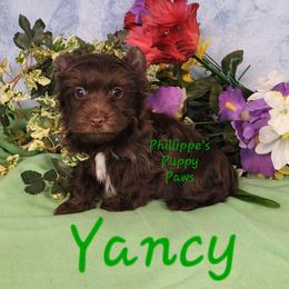 Yancy - Liver male Yorkshire Terrier puppy in Adair, Oklahoma from Phillippe's Puppy Paws