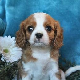 Cavalier King Charles Spaniels from Echo Valley Cavaliers
