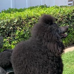 Maks - Poodle