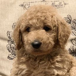 Goldendoodles, Labradoodles, and Poodles from Sugar Fig Kennel