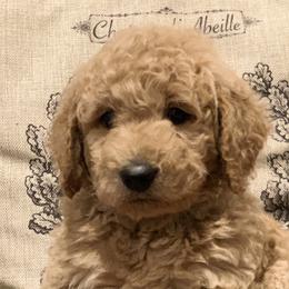 Goldendoodles, Labradoodles, and Poodles from Sugar Fig Kennel