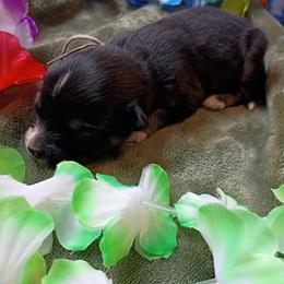 Dolly (pink collar) - Black tri-color female Australian Shepherd puppy in Okeechobee, Florida from Rothsolid Aussies