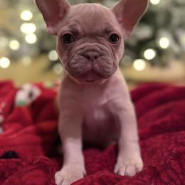 Marcia - female French Bulldog puppy in Topeka, Kansas from Midwest Monster Made Bulldogs