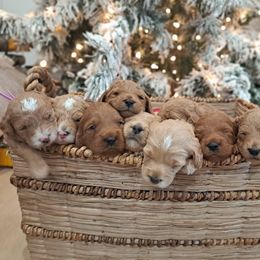 Goldendoodle and Poodle Puppies from Gorgeous Goldendoodles