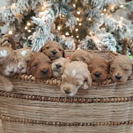 Goldendoodle and Poodle Puppies from Gorgeous Goldendoodles