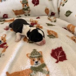 Freedom - Brindle and white female Cardigan Welsh Corgi puppy in Mishawaka, Indiana from Squires Corgi Cottage