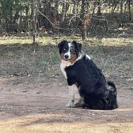 Riatta - Blue merle female Australian Shepherd puppy in Oakland, Arkansas from Lone creek Aussies