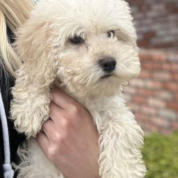 Cockapoo Puppies from The Doodle Barn