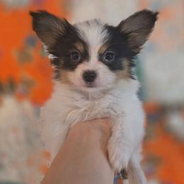Puppy 2 - White black and tan male Papillon puppy in Myakka City, Florida from LaRae's Papillons