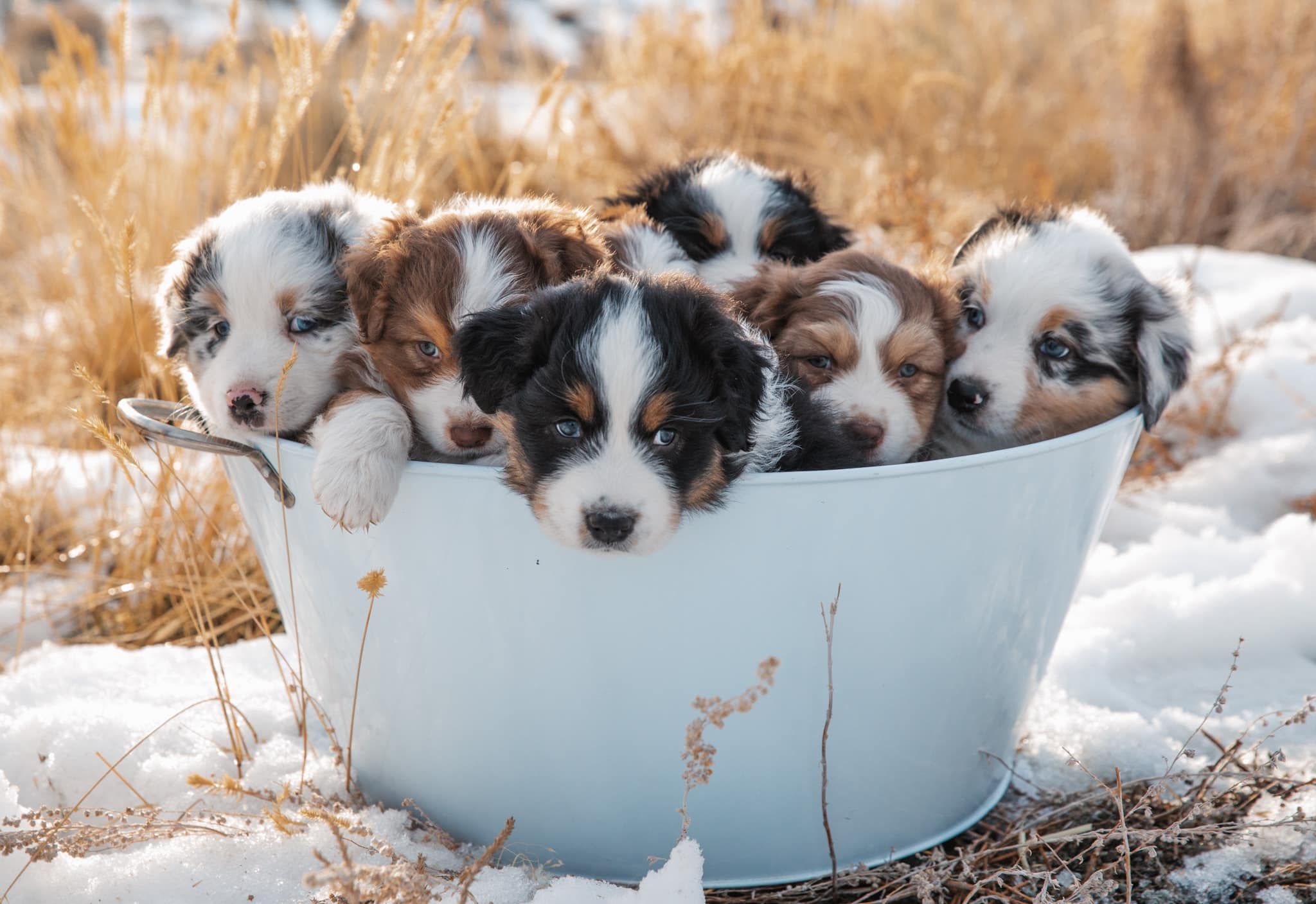 Six Australian Shepherd Dog puppies in a bucket