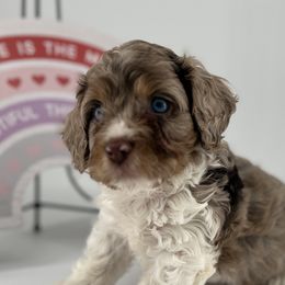 Cockapoo Puppies from Daisy and Dollie’s Little Darlins