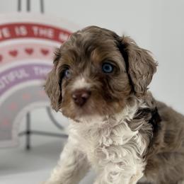 Cockapoo Puppies from Daisy and Dollie’s Little Darlins