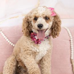 Piper - Poodle