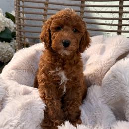 Fisher - Red  male Goldendoodle puppy in Gilbert, Arizona from Doodle Bliss