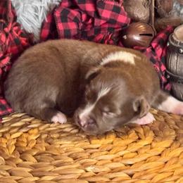 (John) Lennon - Red tri male Miniature Australian Shepherd puppy in California from Eagle River Aussies