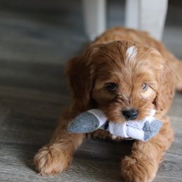 Cavalier King Charles Spaniel and Cavapoo Puppies from Golden Hour Cavapoos