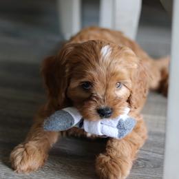 Cavalier King Charles Spaniel and Cavapoo Puppies from Golden Hour Cavapoos