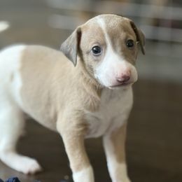 Miss. Pansy - Blue fawn female Italian Greyhound puppy in Texas from Italian Greyhounds of Frisco