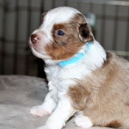 LARK - Red merle Miniature Australian Shepherd puppy in Omak, Washington from Willow Flats Kennels