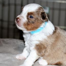 LARK - Red merle Miniature Australian Shepherd puppy in Omak, Washington from Willow Flats Kennels