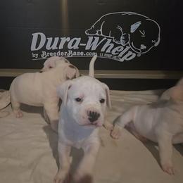 Millie - White female American Bulldog puppy in Abita Springs, Louisiana from Slumski's Bulldogs