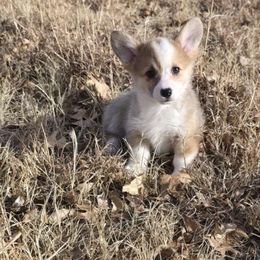 Millie Jo - Sable female Pembroke Welsh Corgi puppy in Anton, Texas from X Bar's Lil Legs of Texas