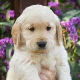 Golden Retrievers from Bound By Gold