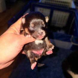 Kalea - Black and tan female Pomeranian puppy in East Mountain, Texas from Fairchild Fancy Pomeranians and Coachella Pomeranians