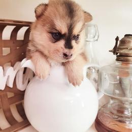Turnip - Red and white female Pomsky puppy in Sand Coulee, Montana from Big Sky Pomskies