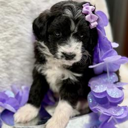 Purple collar toy - Black tri-color female Aussiedoodle puppy in 32046, Florida from River Hill Ranch