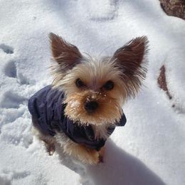 Yorkshire Terrier All Grown Up from Barter Town Yorkies