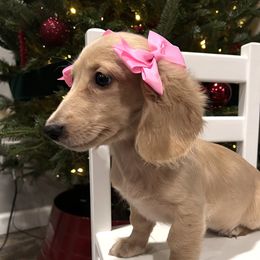 Dachshund Puppies from Winsor Family Dachshunds