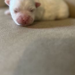 Maltese, Maltipoo, and Poodle Puppies from Healing Pawz LLC