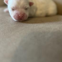 Maltese, Maltipoo, and Poodle Puppies from Healing Pawz LLC