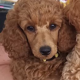 Poodles from Liberty Miniature Poodles