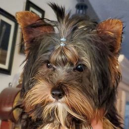 Jax - Yorkshire Terrier