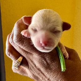 Green Collar Girl - Sable female Yorkipoo puppy in Las Vegas, Nevada from Plush Toy Poodle Puppies & Pals