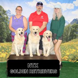Golden Retriever All Grown Up from NTX Goldens