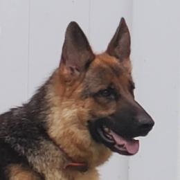 Jewel - German Shepherd