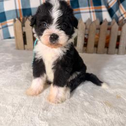 Black Widow - Black and white female Bernedoodle puppy in Luana, Iowa from Country View Bernedoodles and Goldendoodles