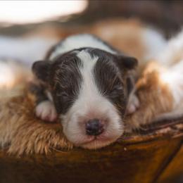 Ullie - White and blue female Border Collie puppy in Fresno, California from Alpine Tails
