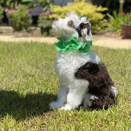 Aussiedoodle Puppies from Ever After Mini Doodles