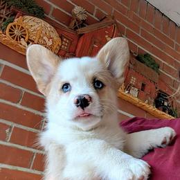Kirk - Fawn merle male American Corgi puppy in Shawnee, Oklahoma from Sunray Ranch