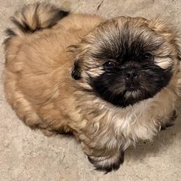 Qing yi ( sunny joy) - Sable and white male Shih Tzu puppy in Kingsland, Georgia from Shih-Tzu Puppy Dynasty